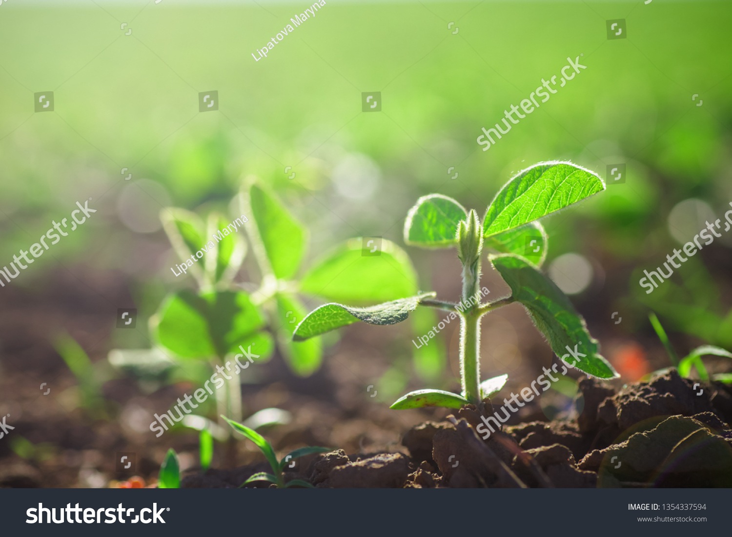 stock-photo-environment-earth-day-sustainable-environment-one-plant-glycine-max-soybean-soya-bean-sprout-1354337594.jpg